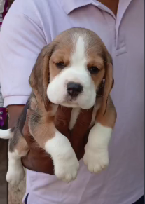 Purchase KCI Registered Beagle Puppy from Ahmedabad